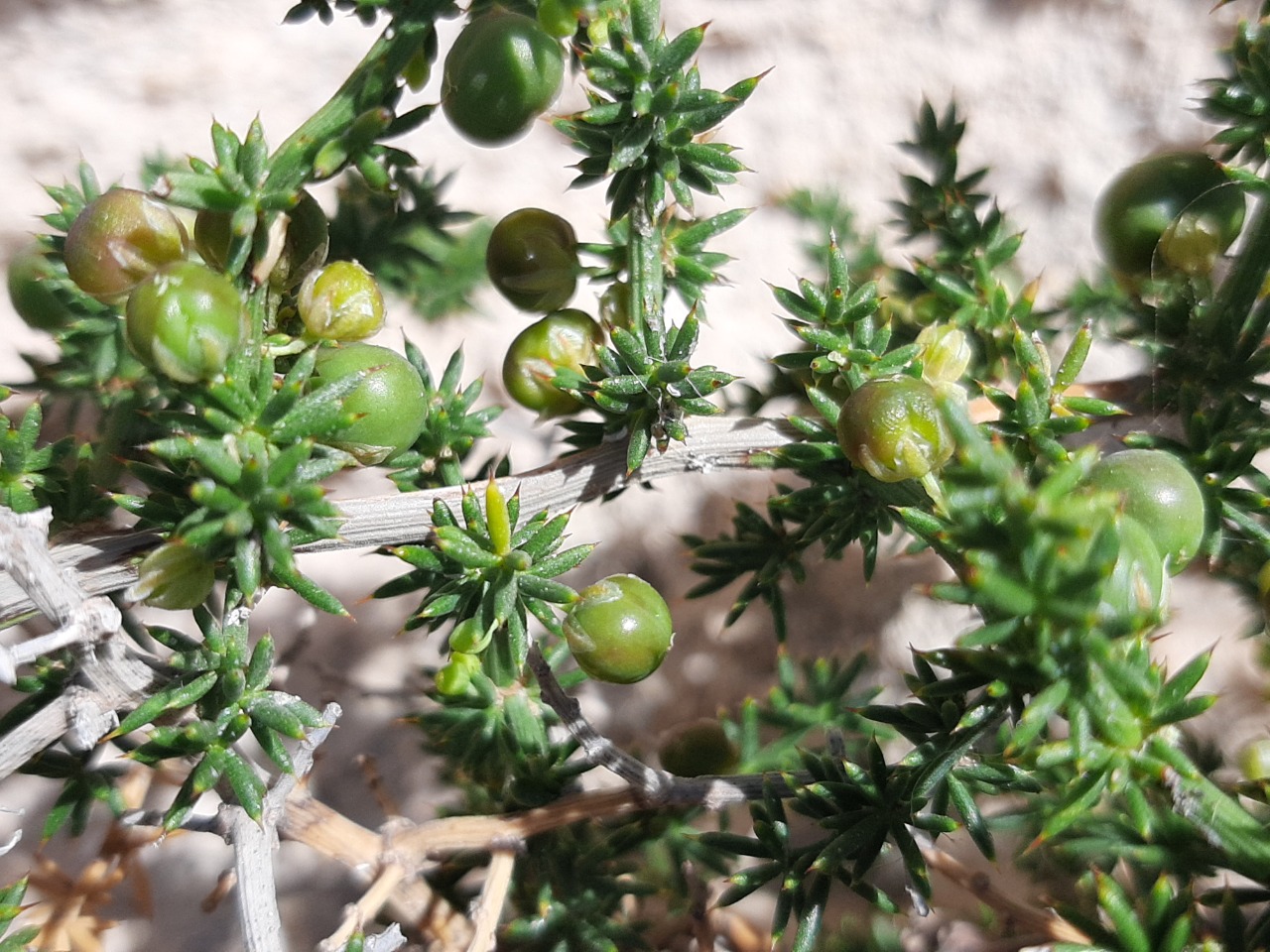 Asparagus acutifolius 