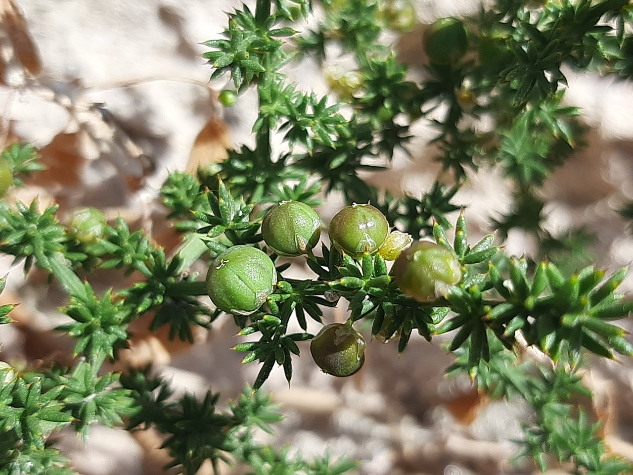 Asparagus acutifolius 