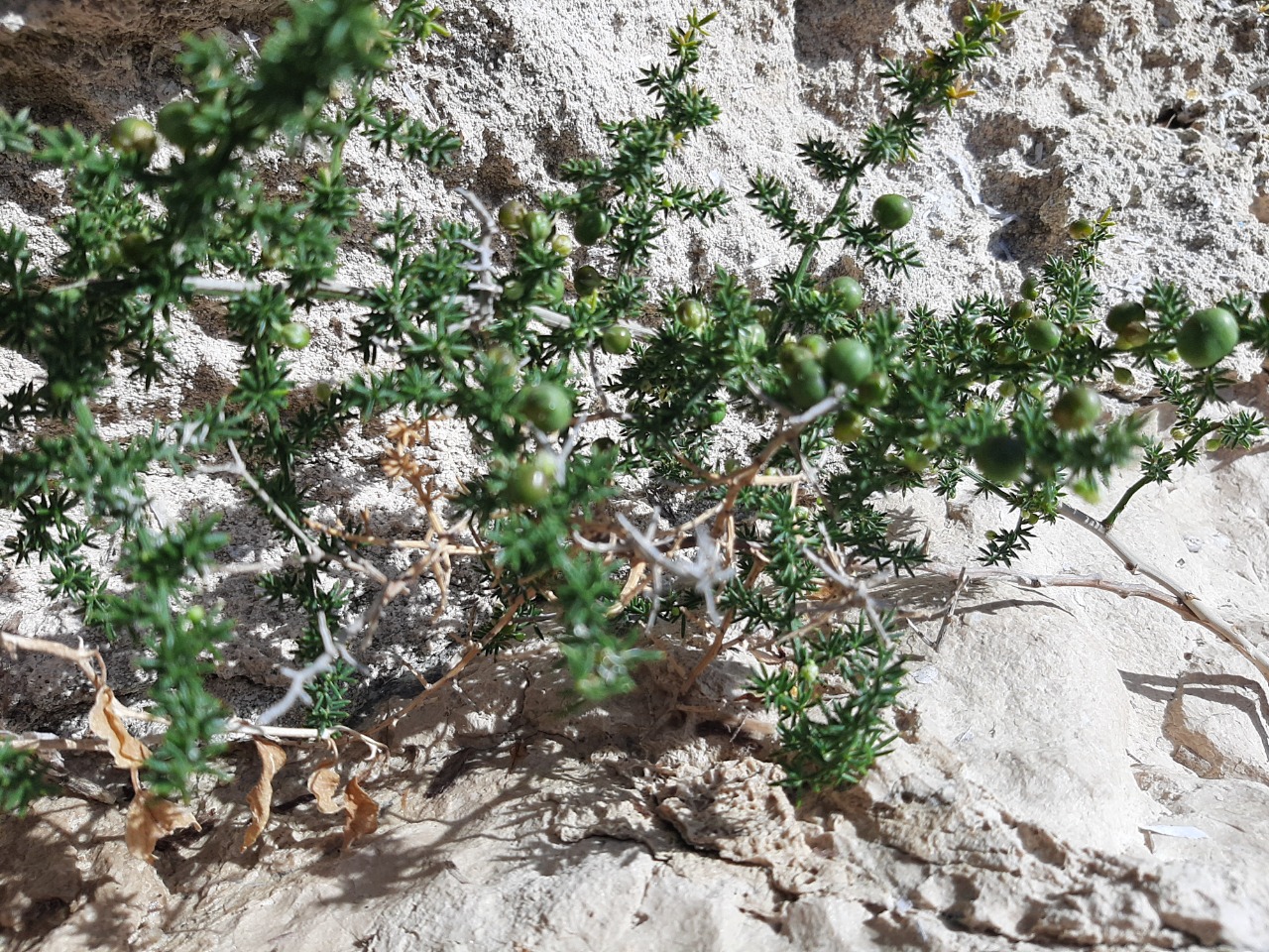 Asparagus acutifolius 