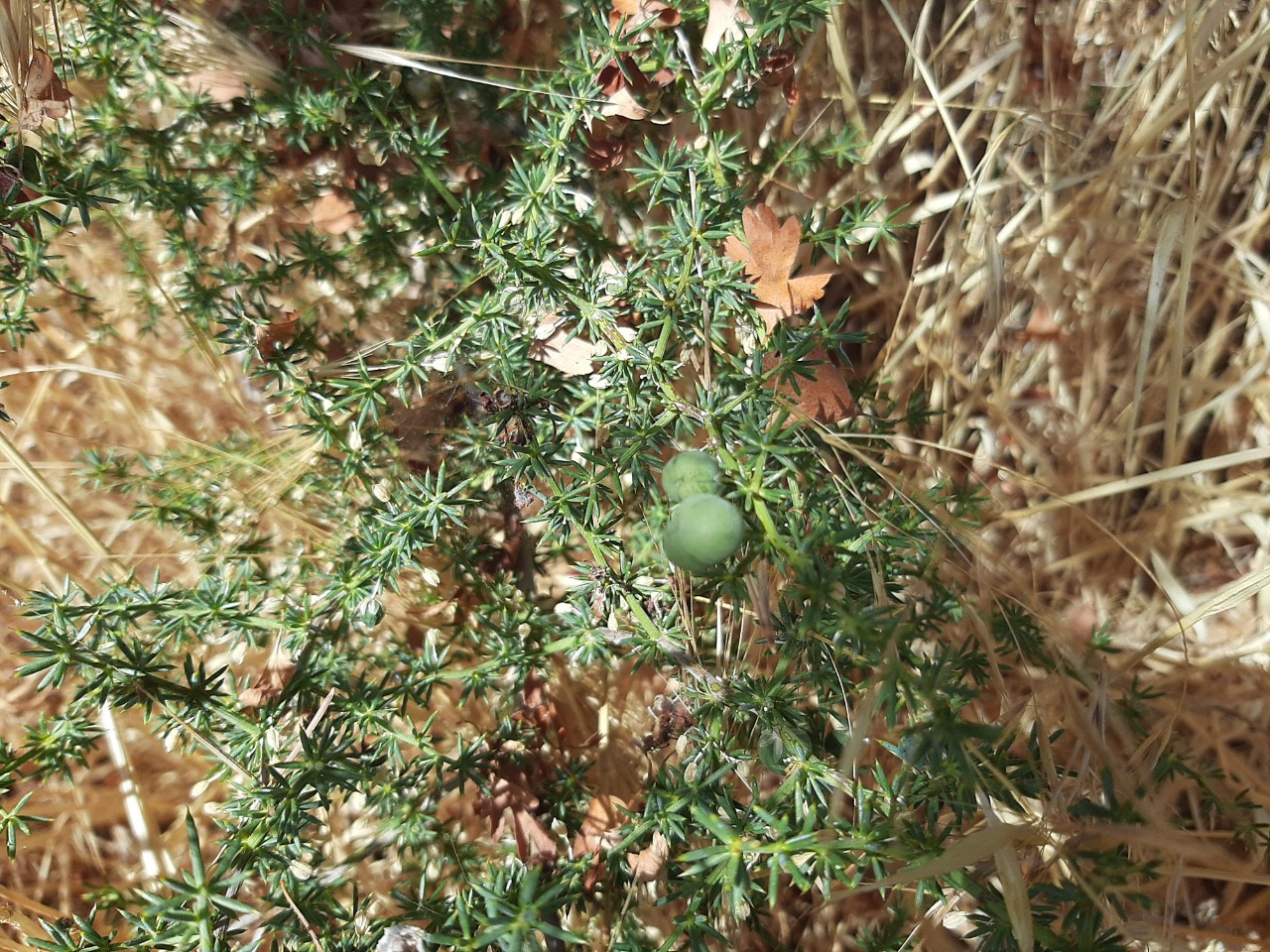 Asparagus acutifolius 