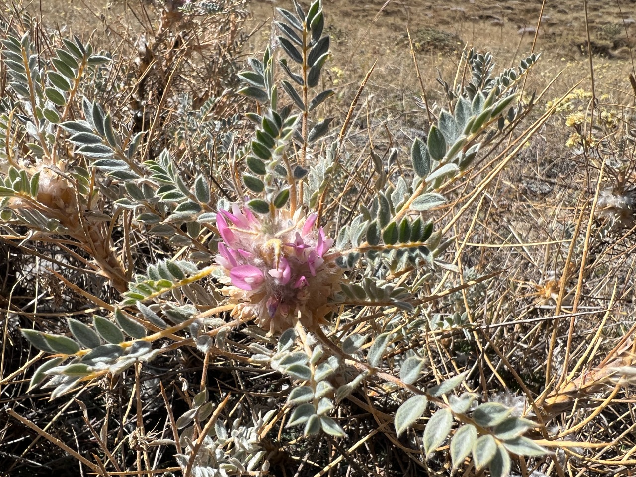Astragalus barba-jovis