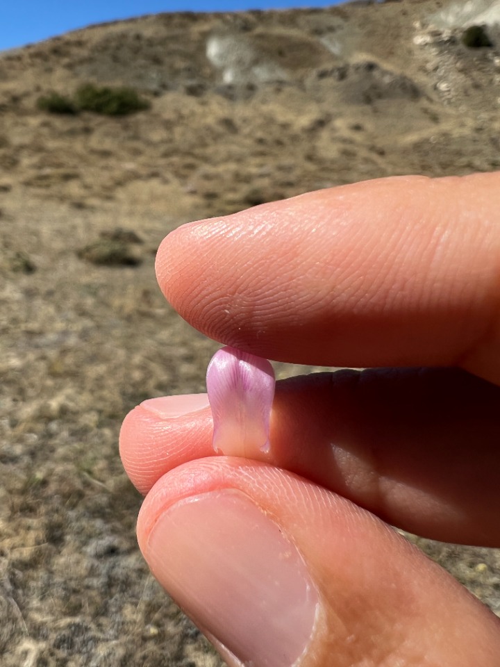 Astragalus barba-jovis