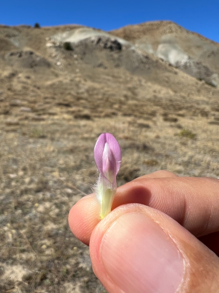 Astragalus barba-jovis