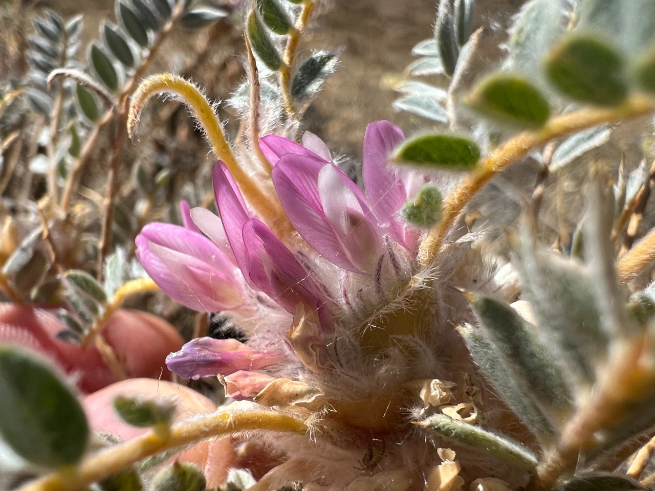 Astragalus barba-jovis