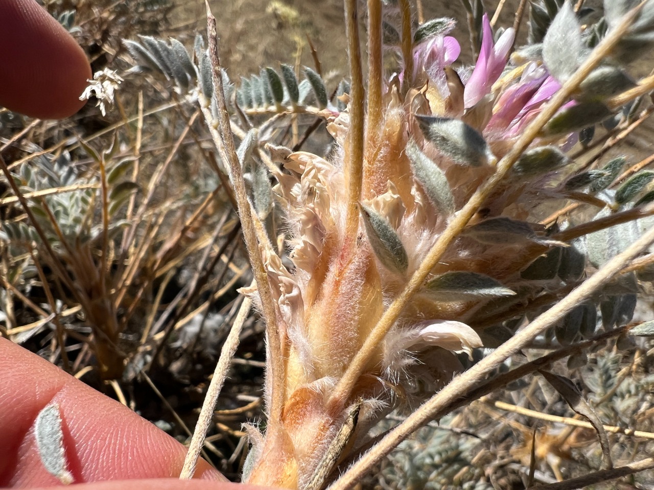 Astragalus barba-jovis