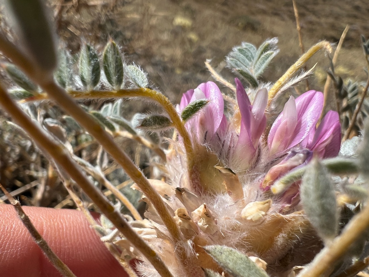 Astragalus barba-jovis