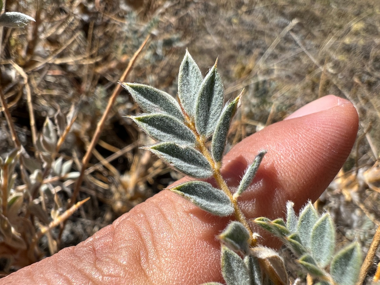 Astragalus barba-jovis