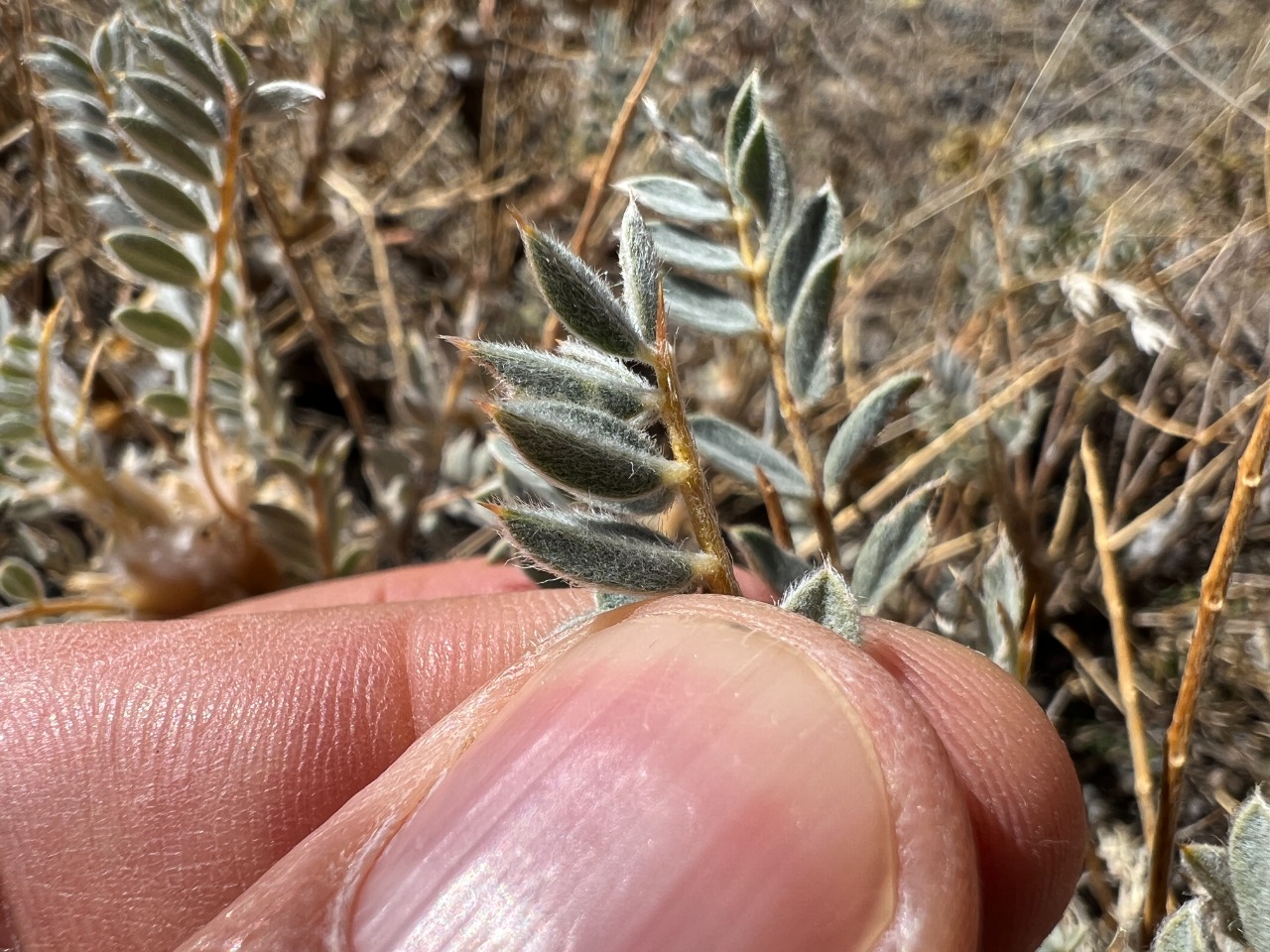 Astragalus barba-jovis