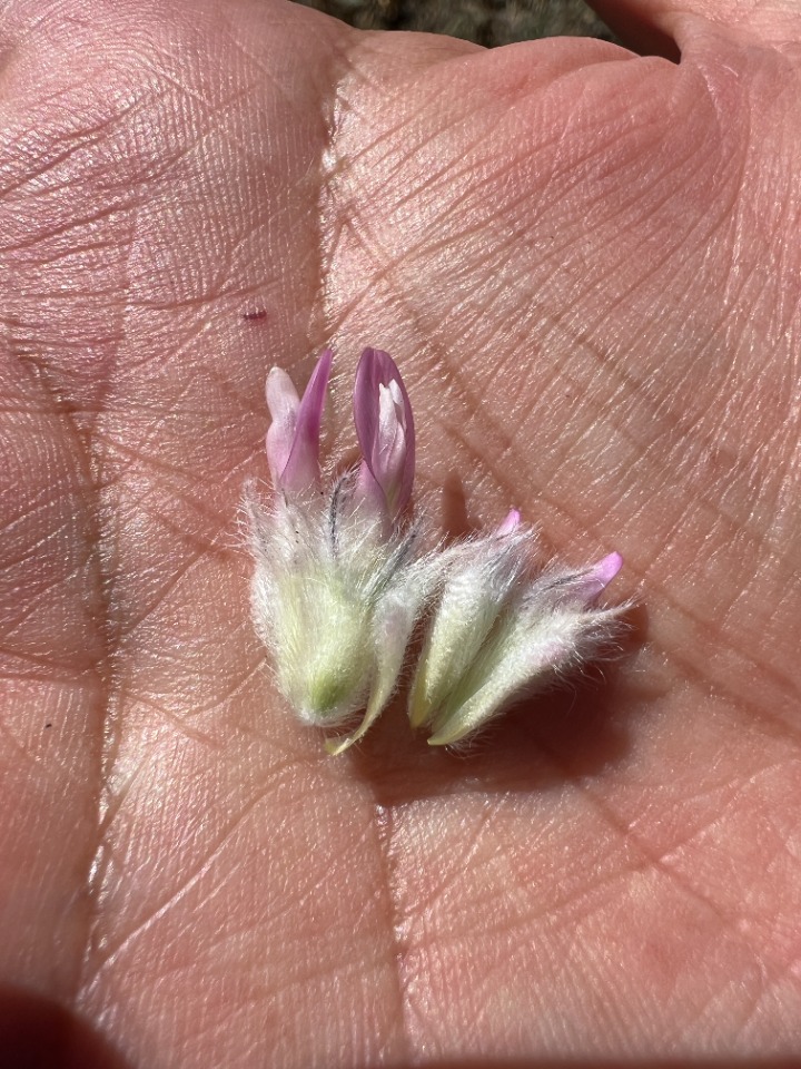 Astragalus barba-jovis