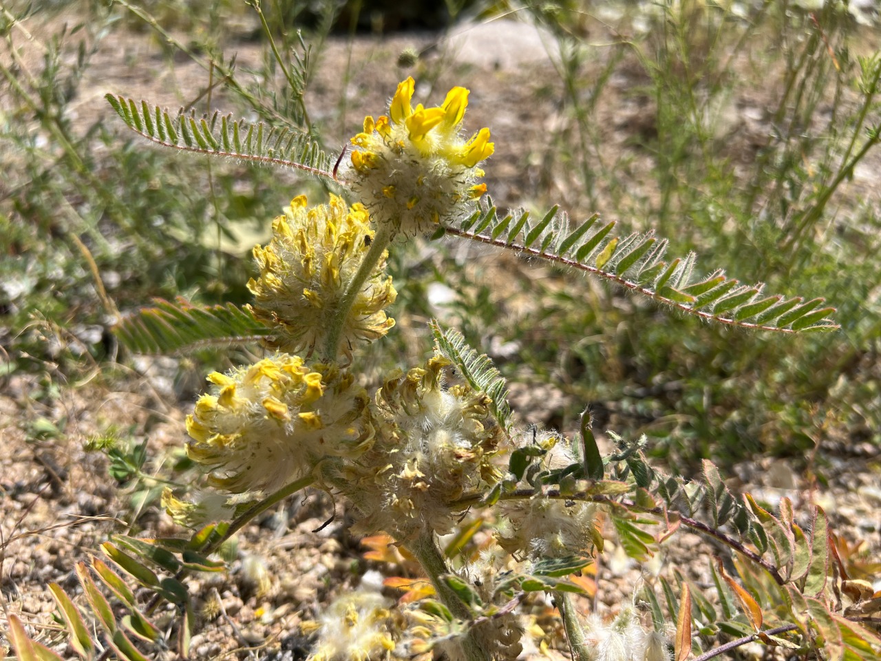 Astragalus dipsaceus