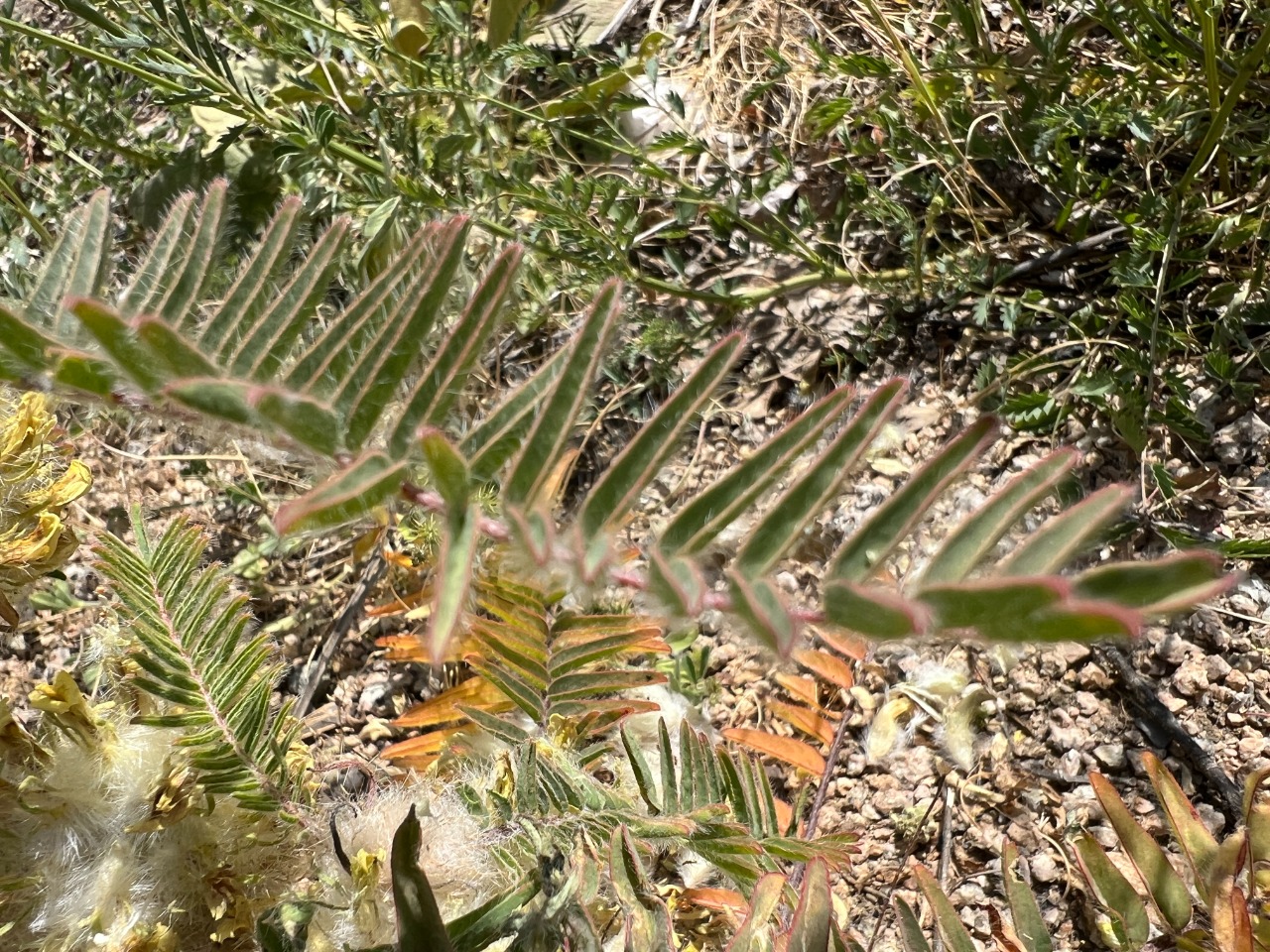 Astragalus dipsaceus
