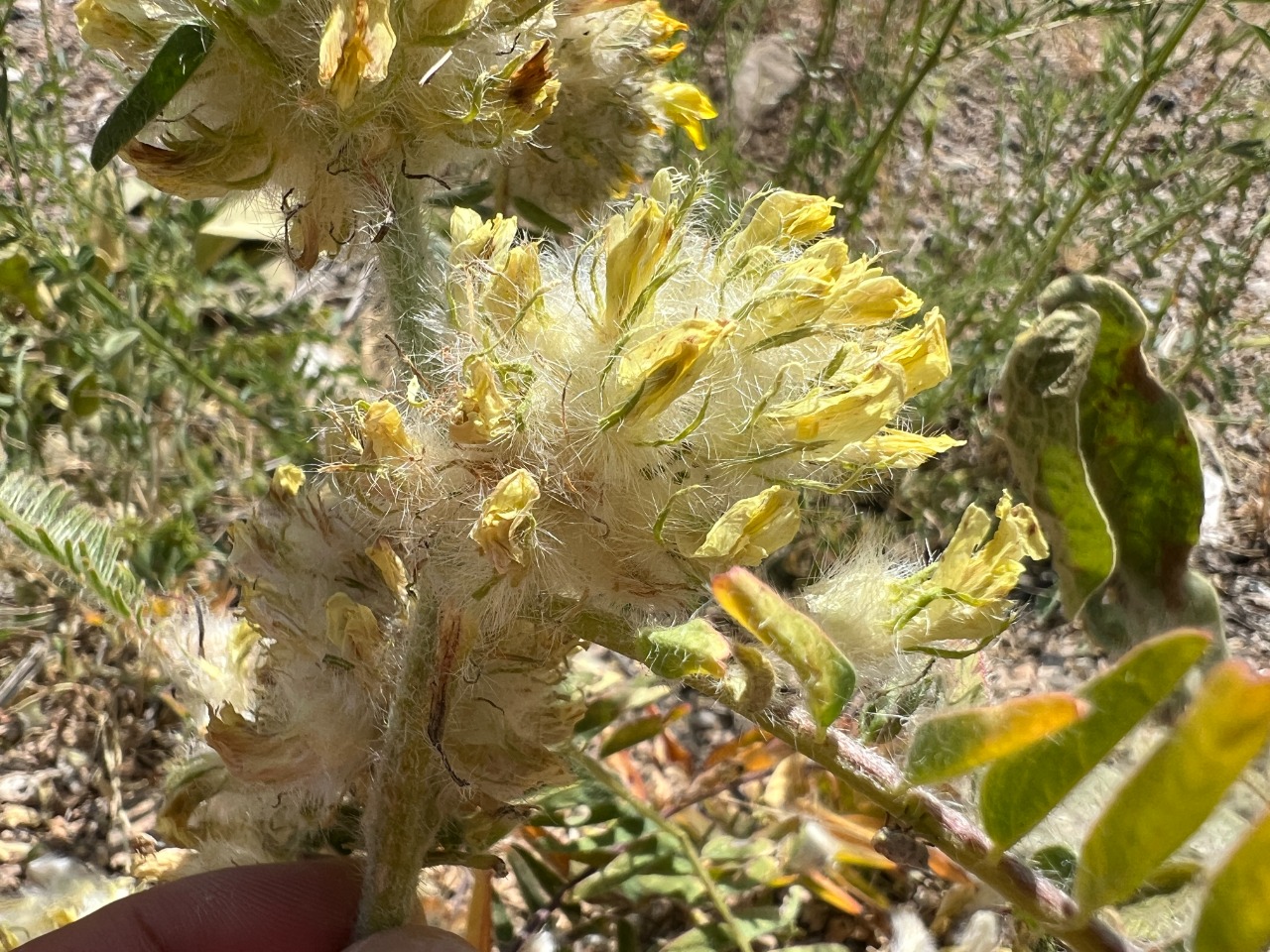 Astragalus dipsaceus