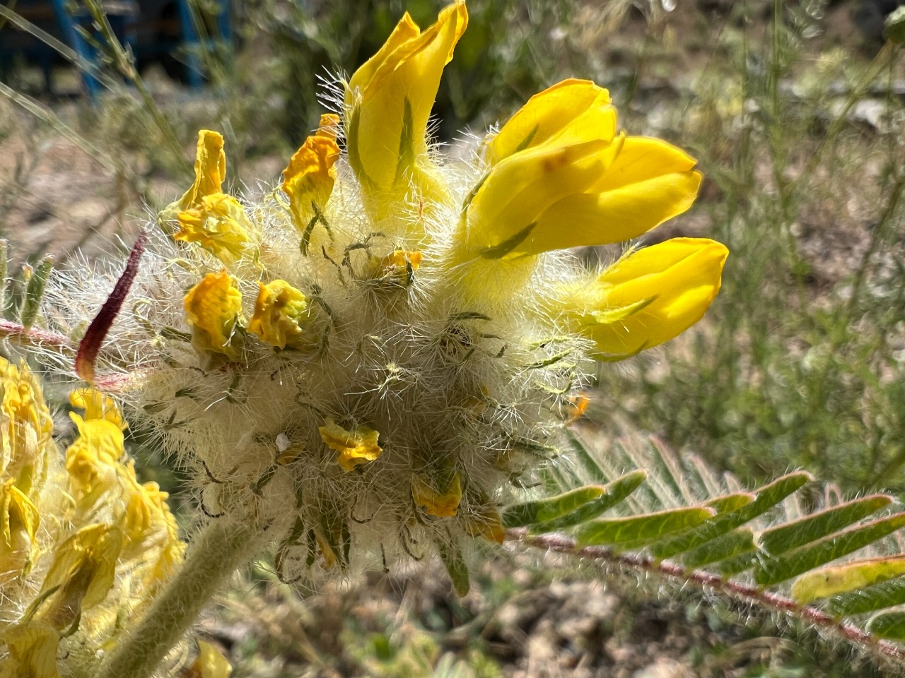 Astragalus dipsaceus