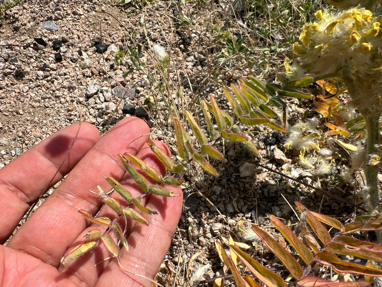 Astragalus dipsaceus