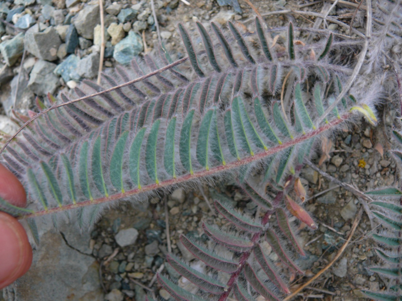 Astragalus dipsaceus