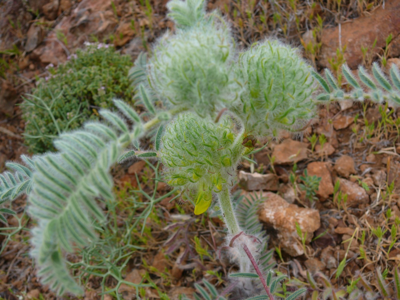 Astragalus dipsaceus