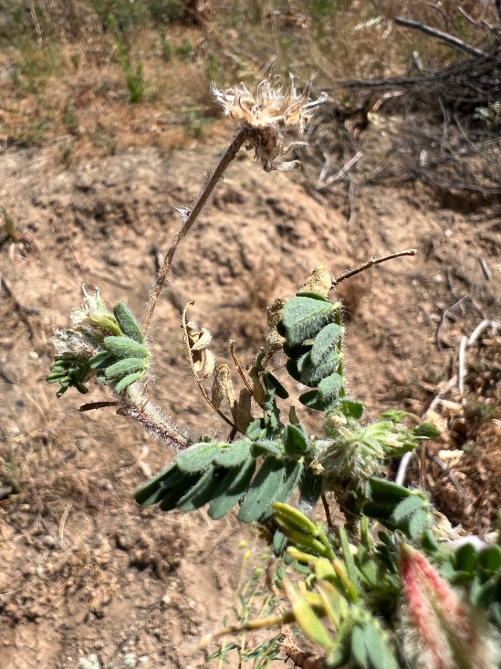 Astragalus echinatus 