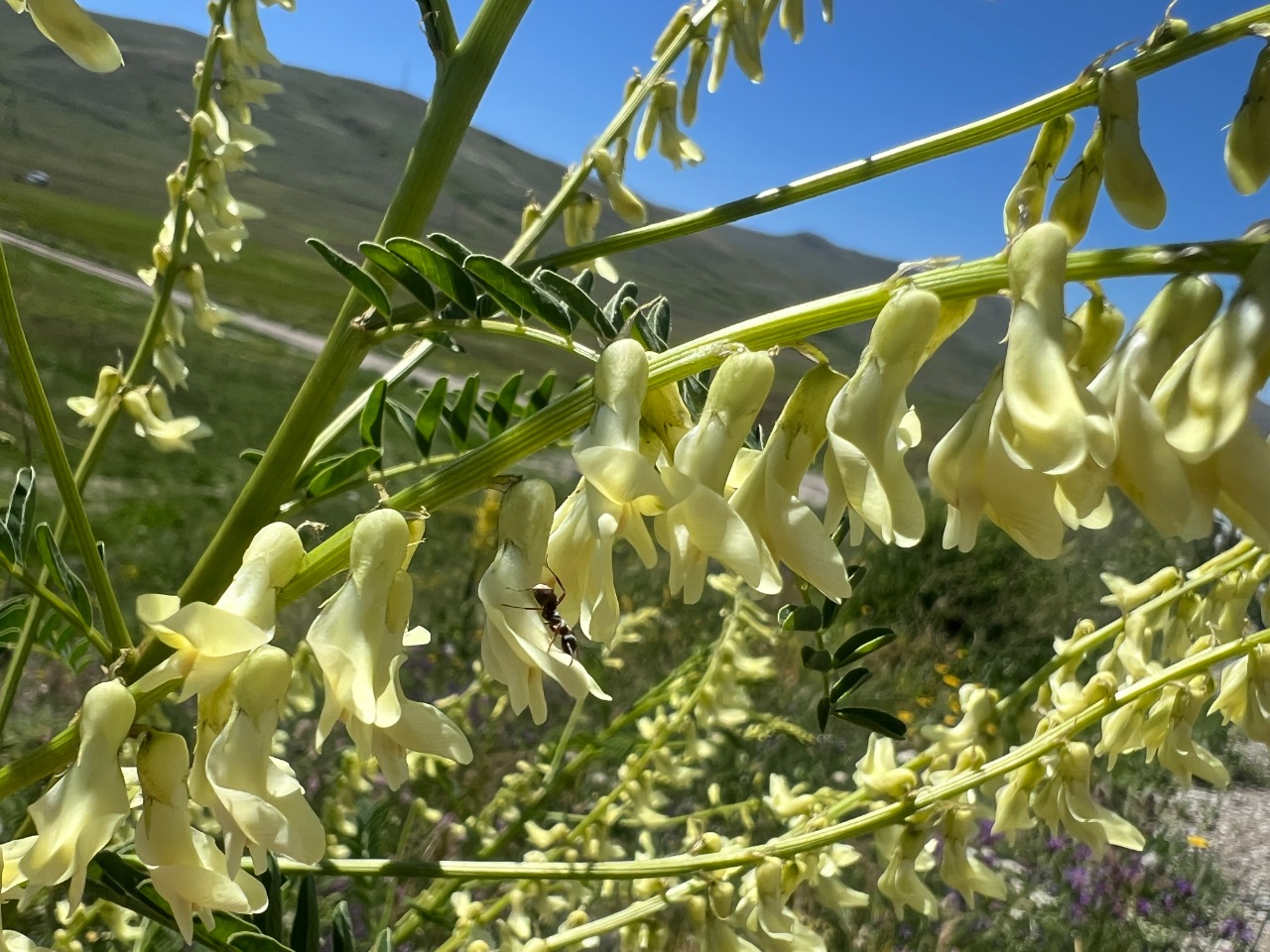 Astragalus galegiformis