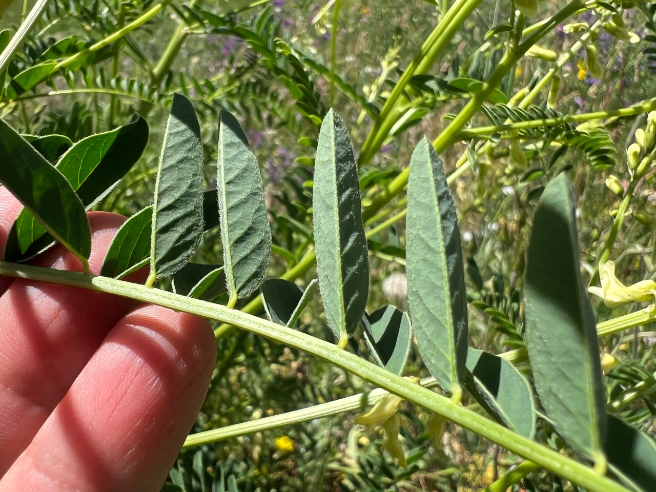 Astragalus galegiformis
