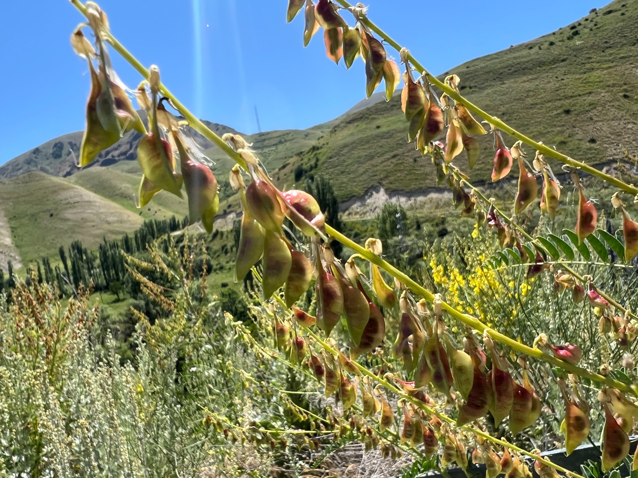 Astragalus galegiformis