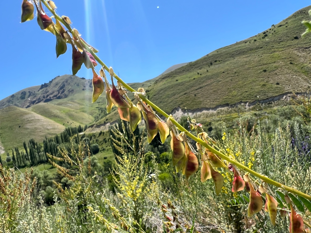 Astragalus galegiformis