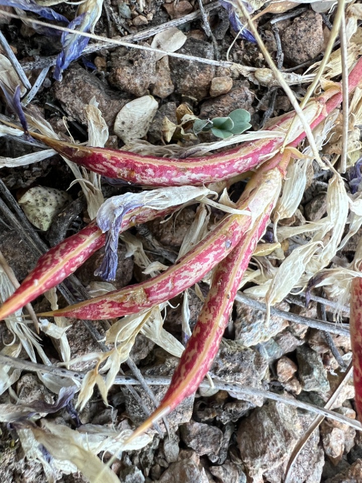 Astragalus humillimus