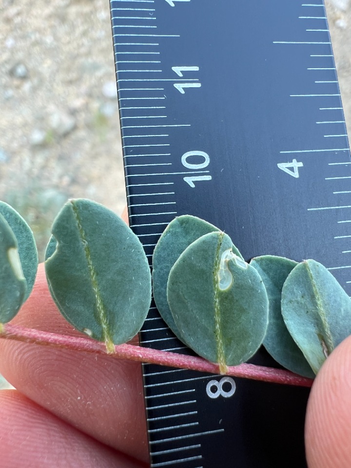 Astragalus humillimus