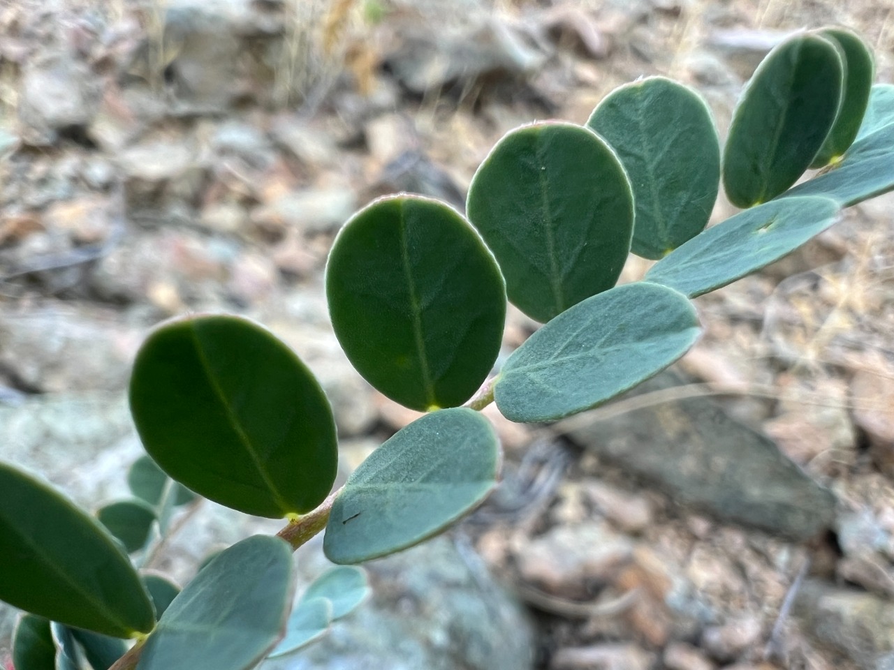 Astragalus humillimus