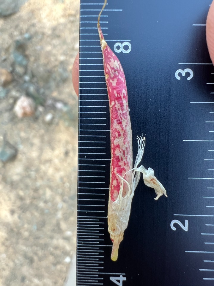 Astragalus humillimus