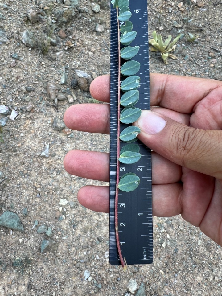 Astragalus humillimus