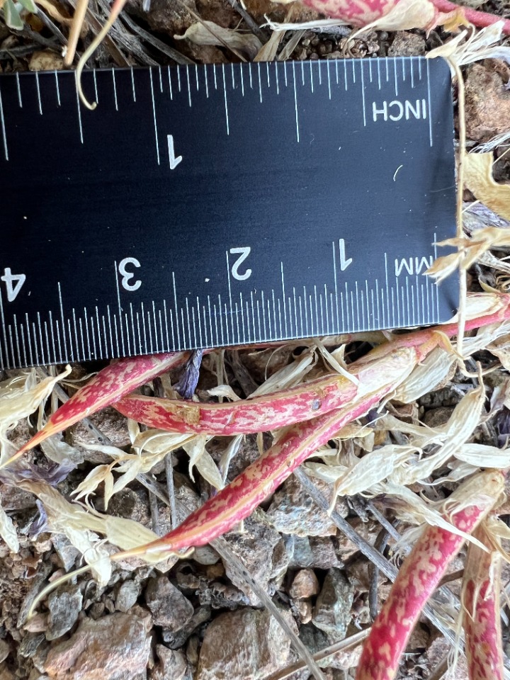 Astragalus humillimus