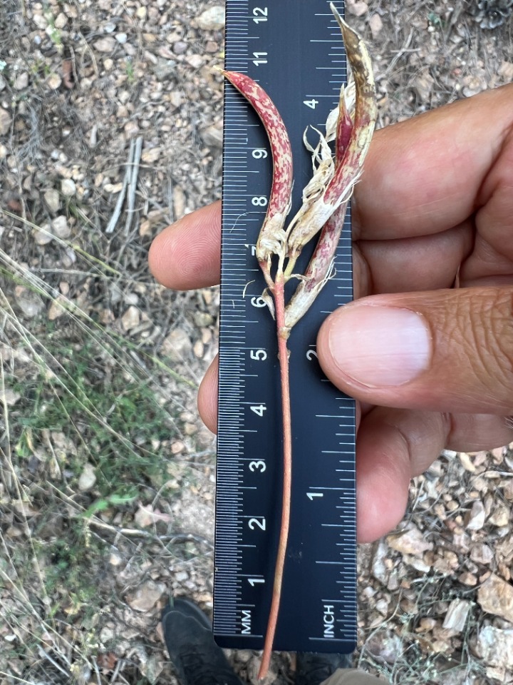 Astragalus humillimus