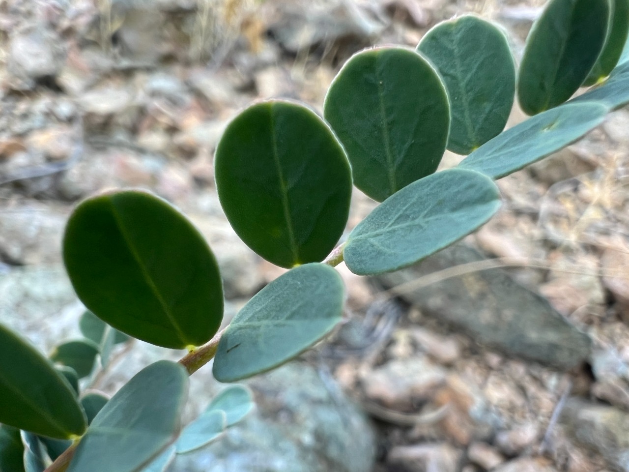 Astragalus humillimus