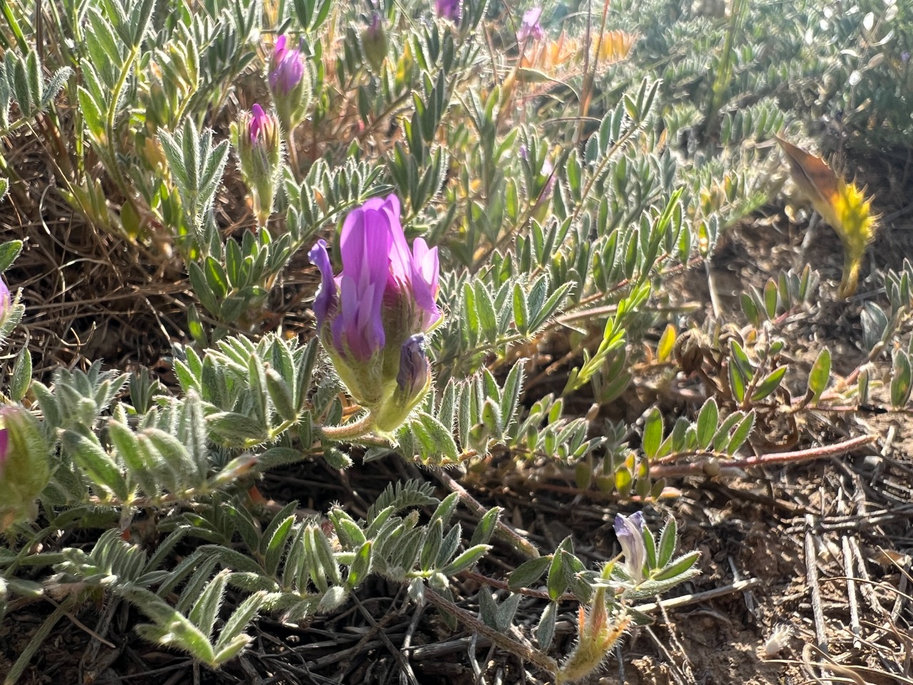 Astragalus karamasicus