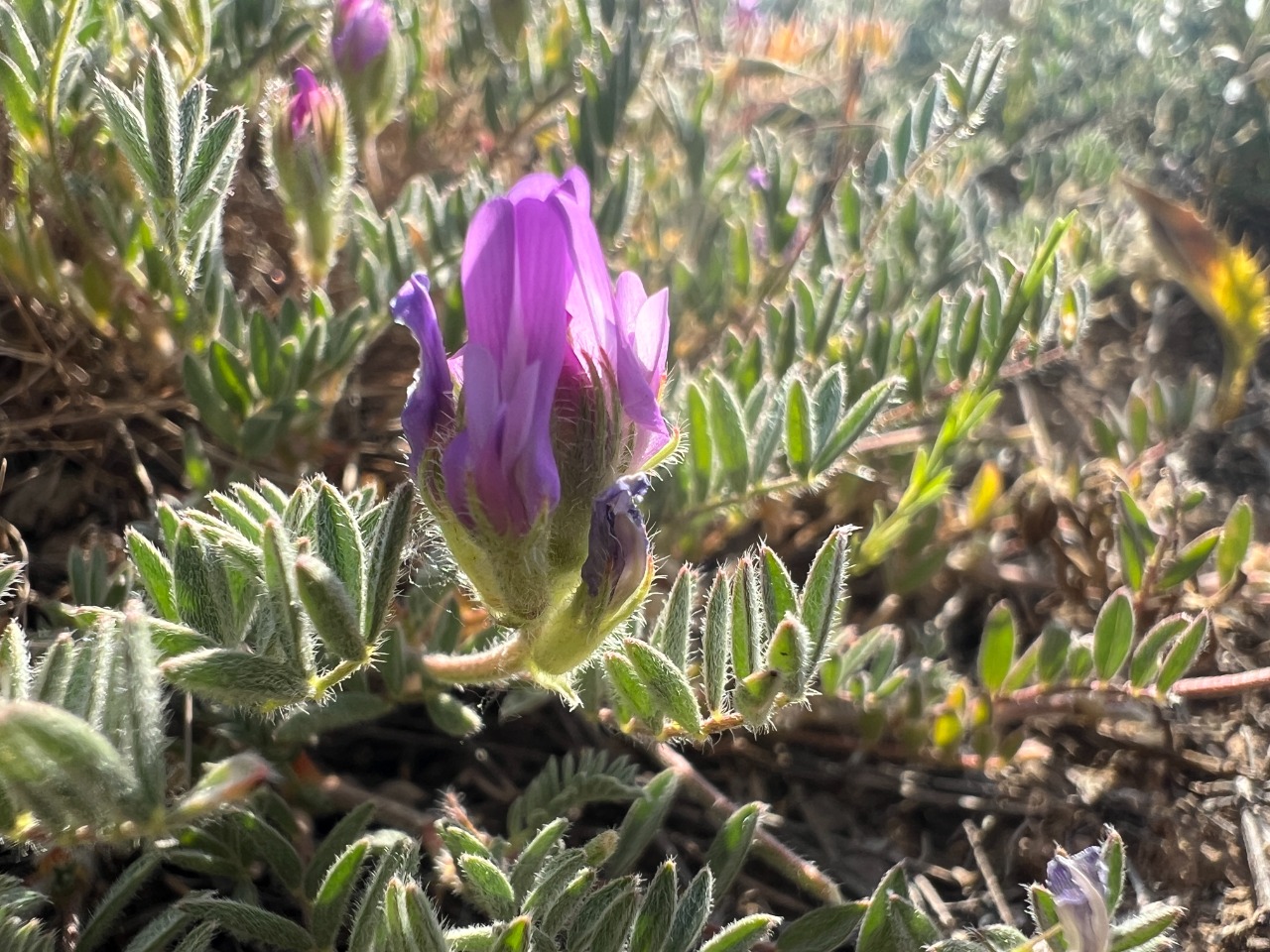 Astragalus karamasicus