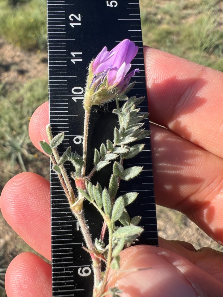 Astragalus karamasicus