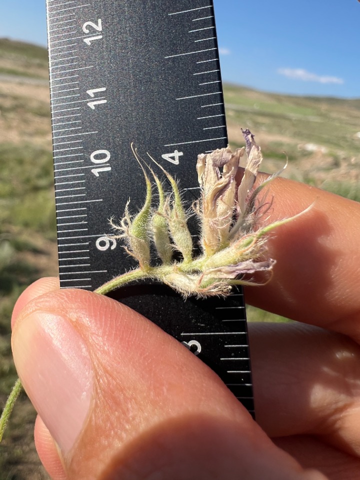 Astragalus karamasicus