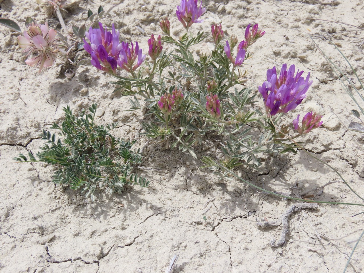 Astragalus kochakii 