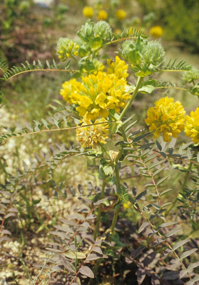 Astragalus macrocephalus subsp. macrocephalus