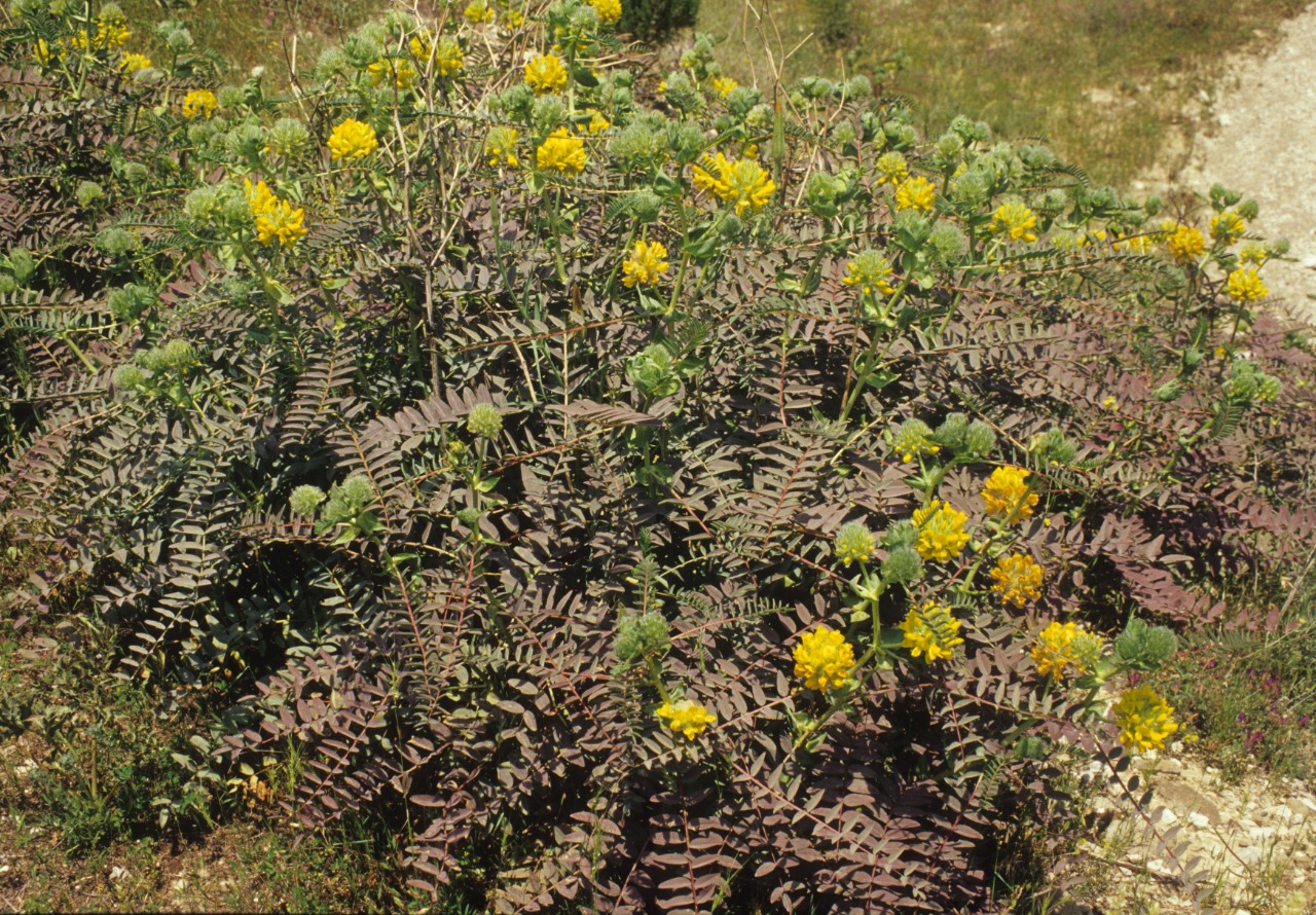 Astragalus macrocephalus subsp. macrocephalus