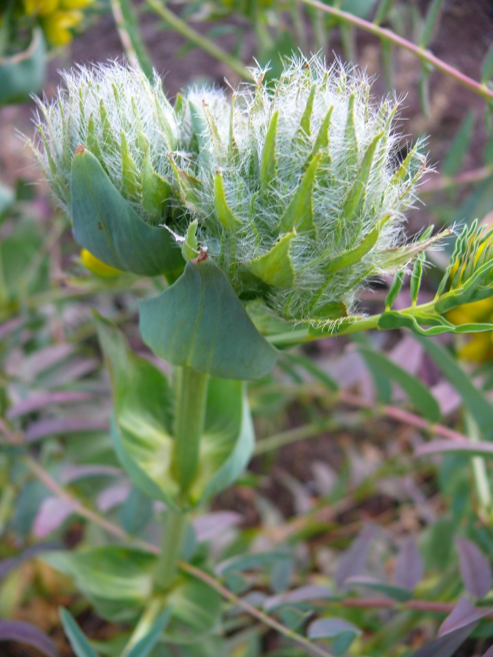 Astragalus macrocephalus subsp. macrocephalus