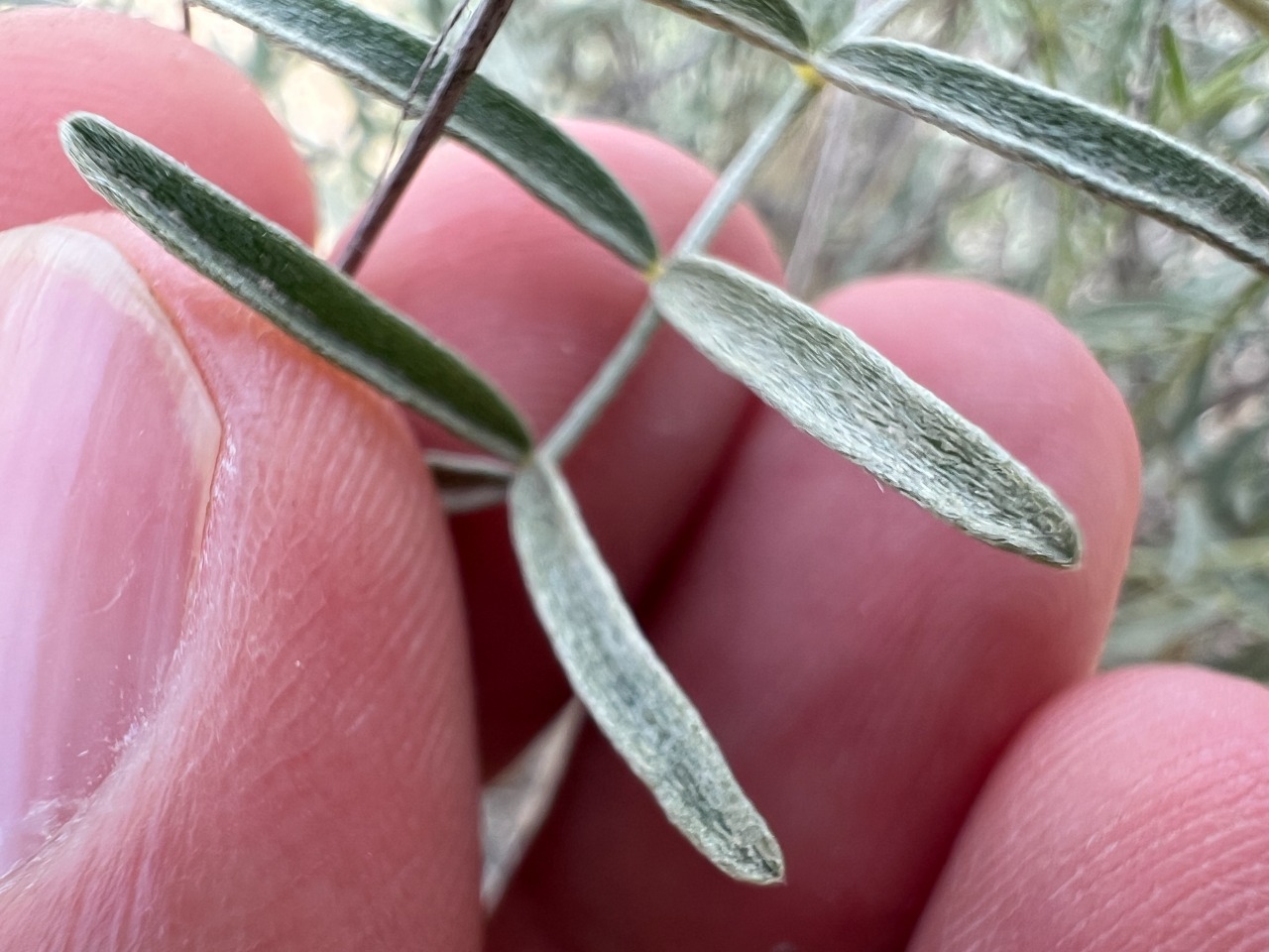 Astragalus nitens 