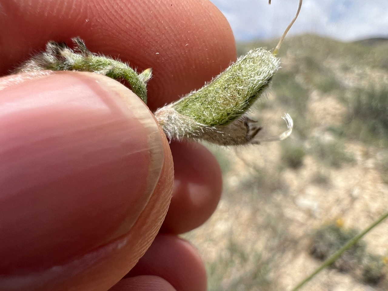 Astragalus nitens 