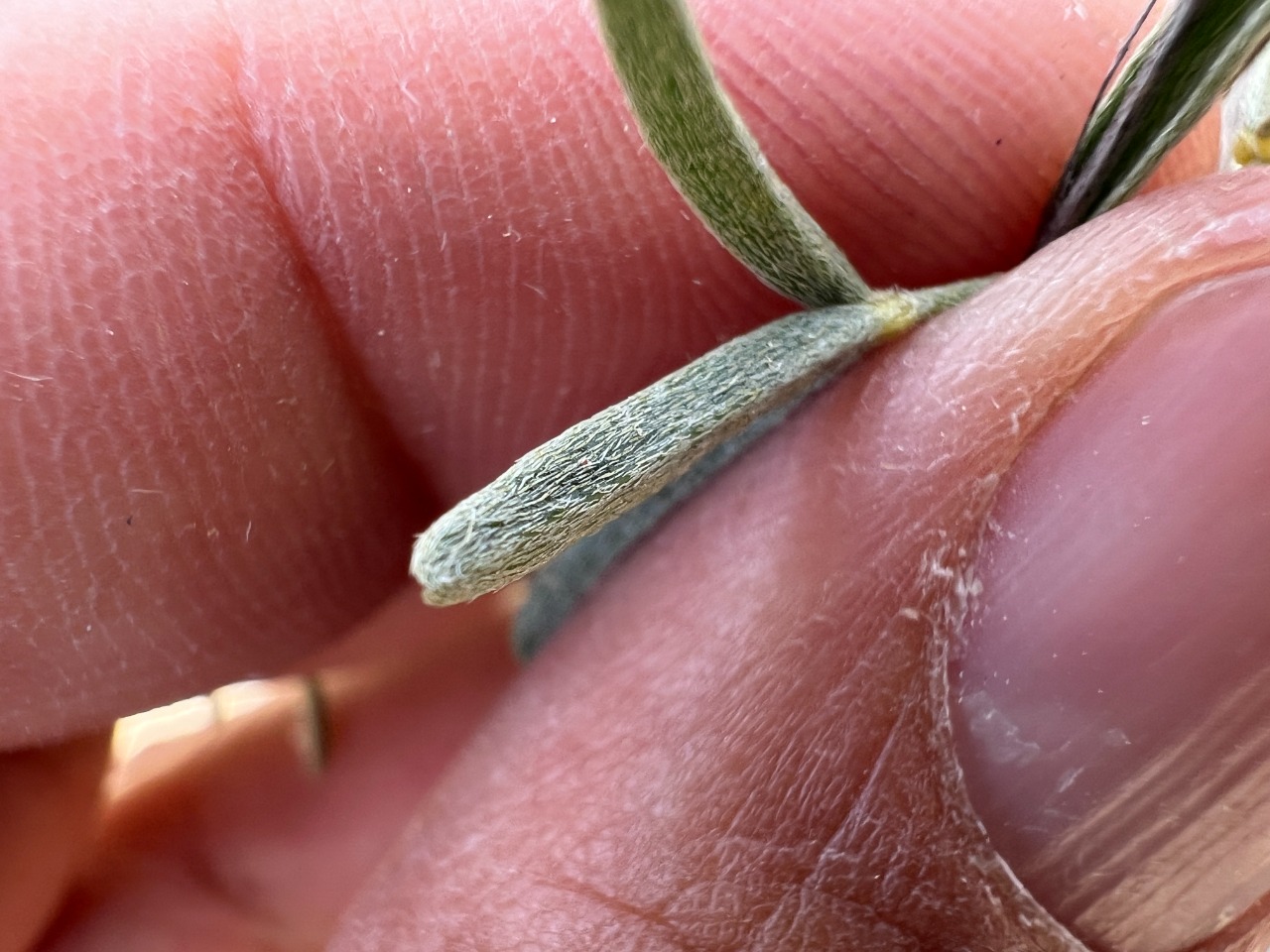 Astragalus nitens 