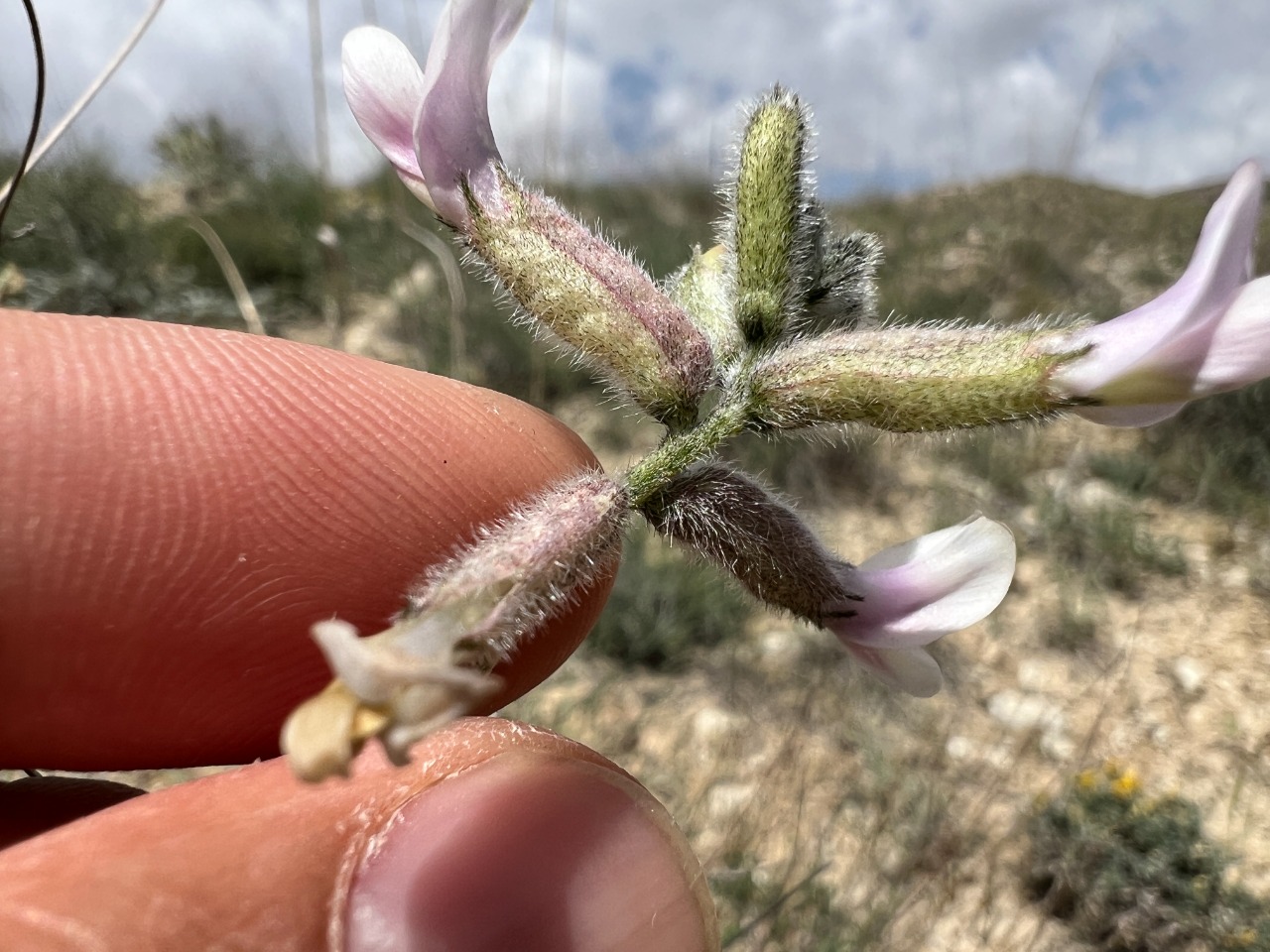 Astragalus nitens 