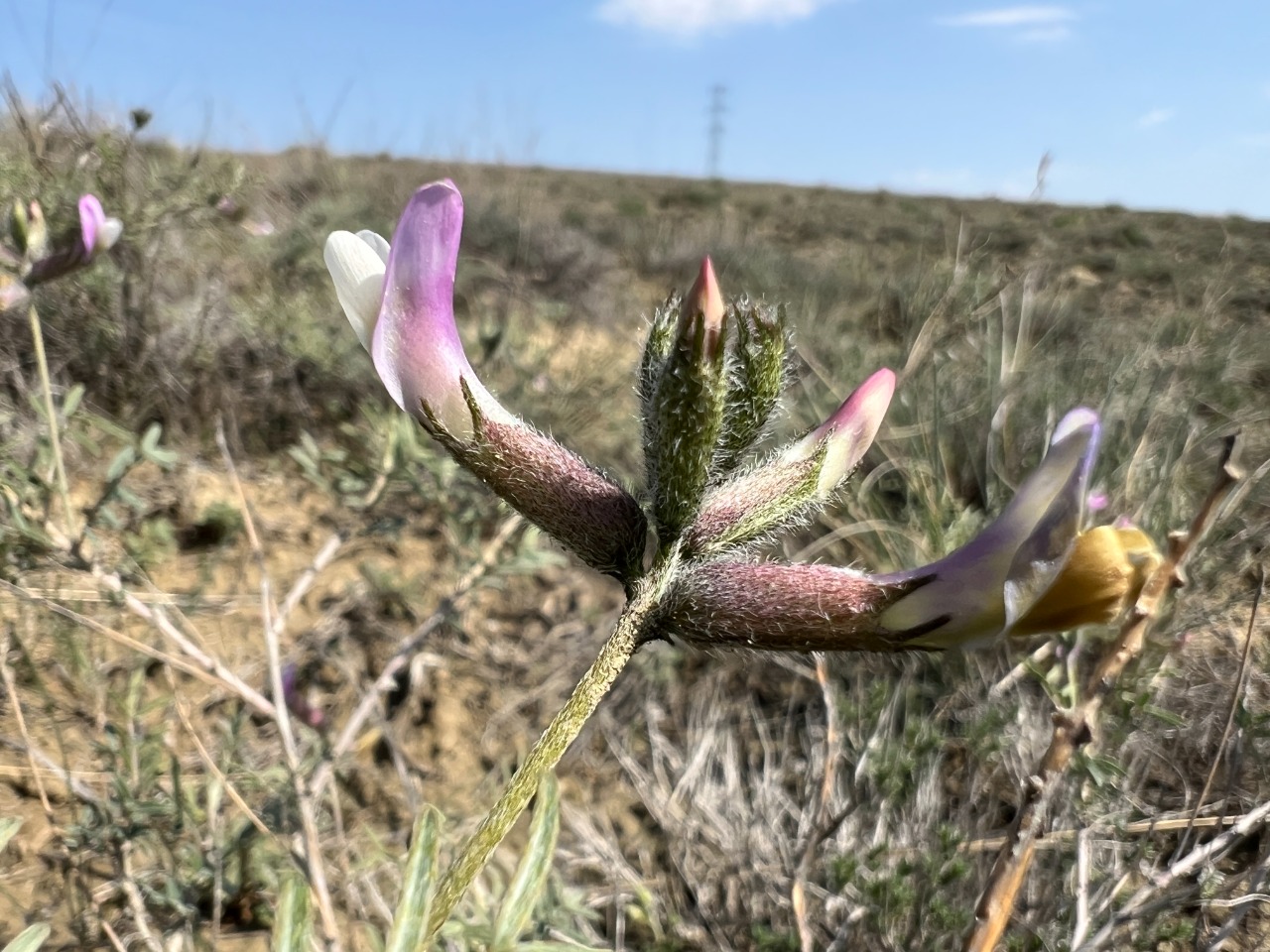 Astragalus nitens 