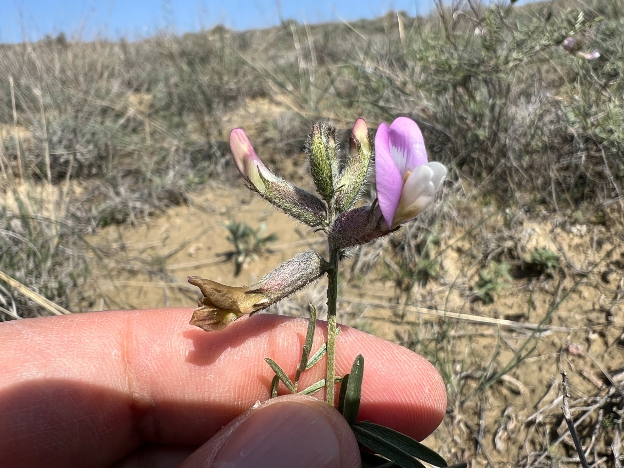 Astragalus nitens 