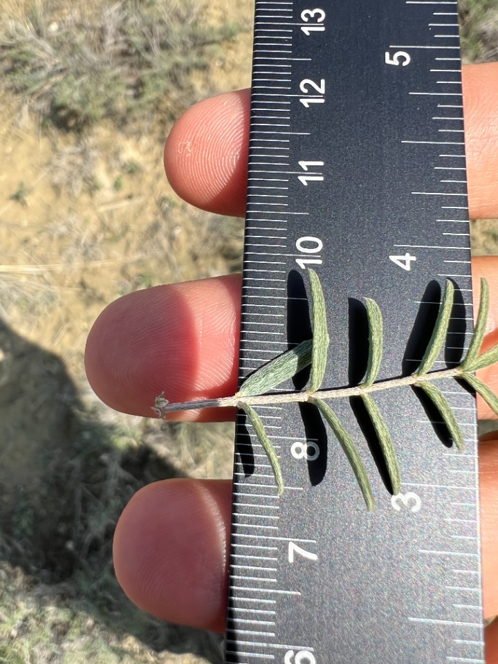 Astragalus nitens 