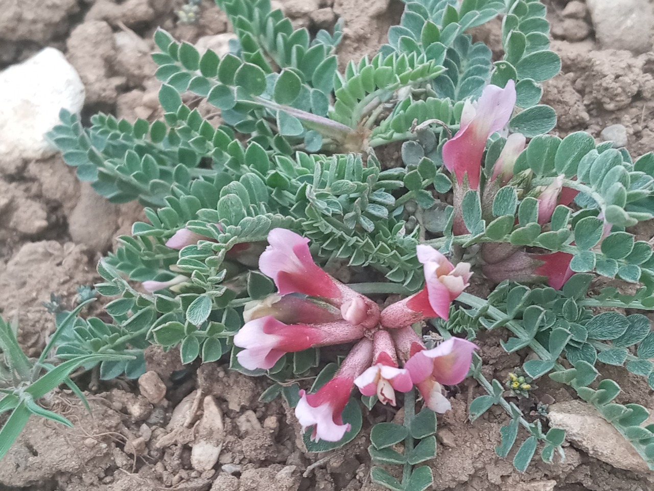 Astragalus spruneri