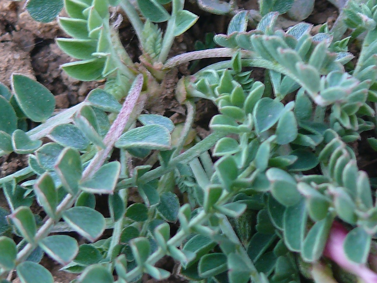 Astragalus spruneri